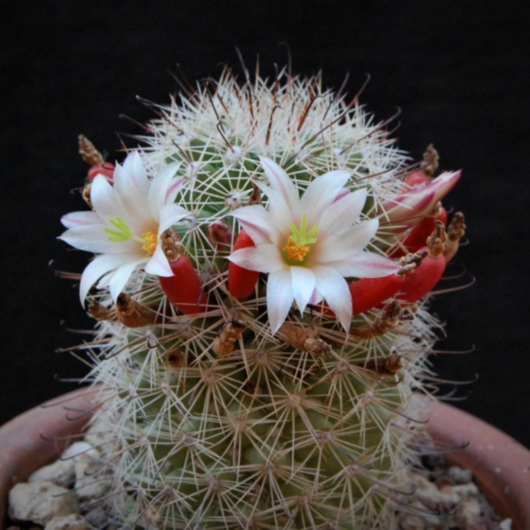 Mammillaria estebanensis