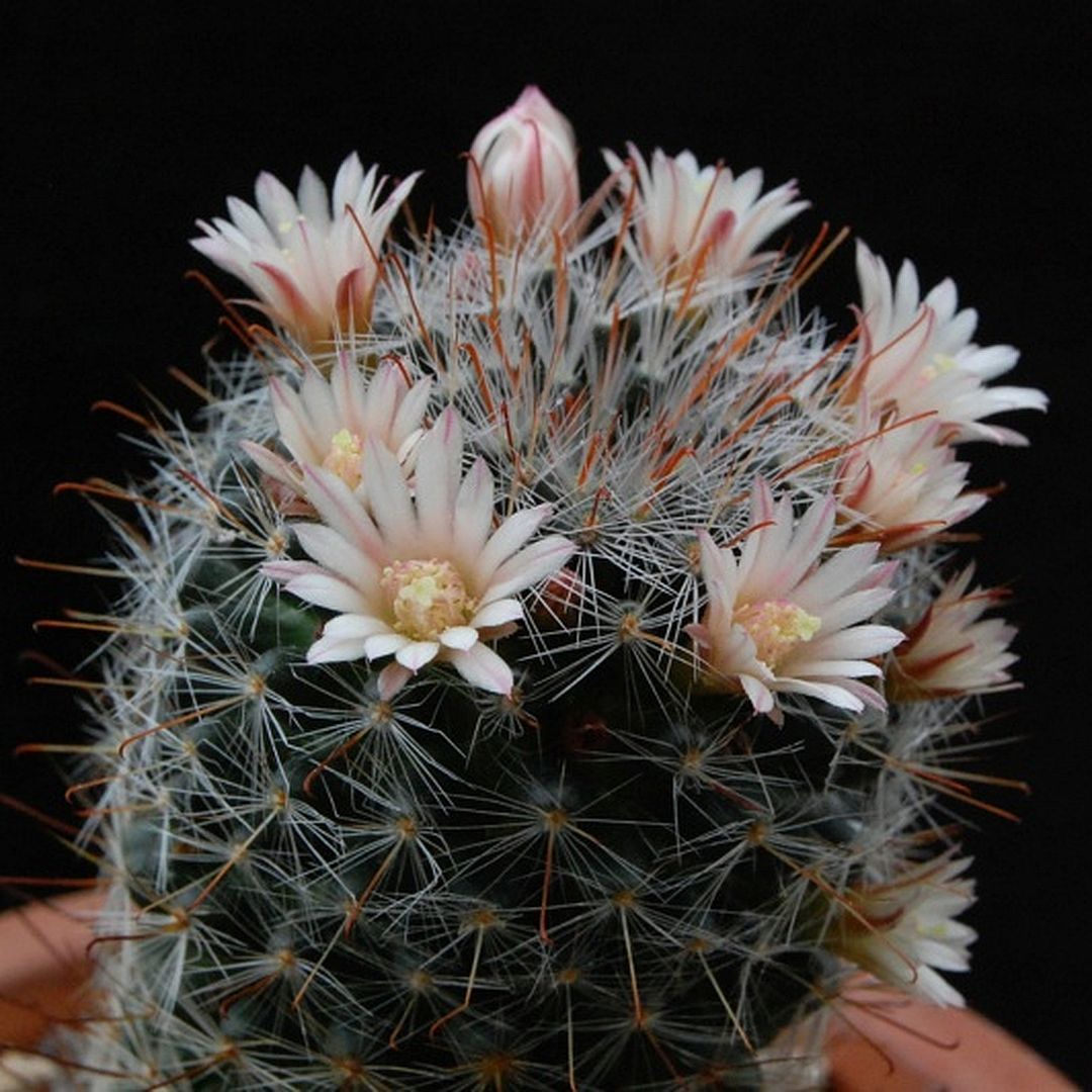 Mammillaria felipensis
