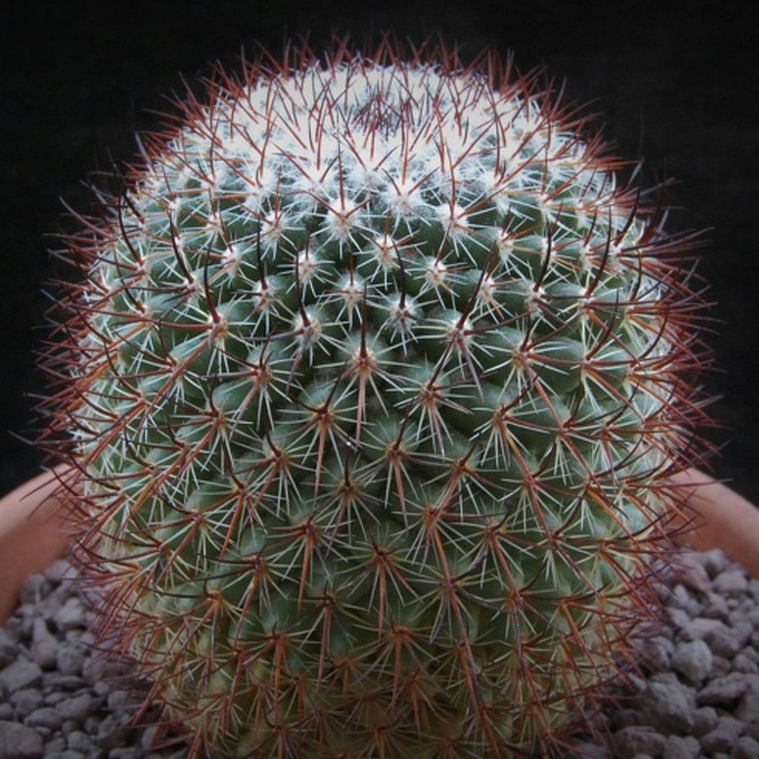 Mammillaria fera-rubra