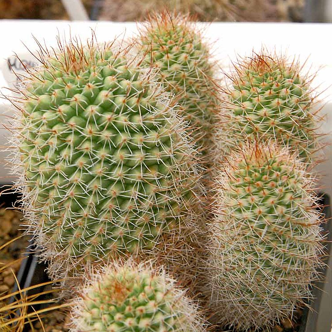 Mammillaria fertilis