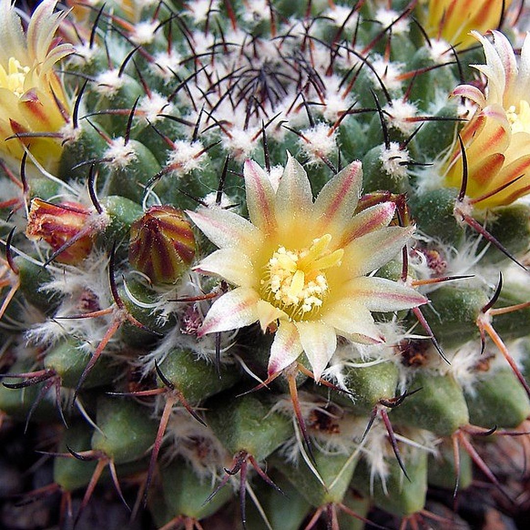 Mammillaria fischeri