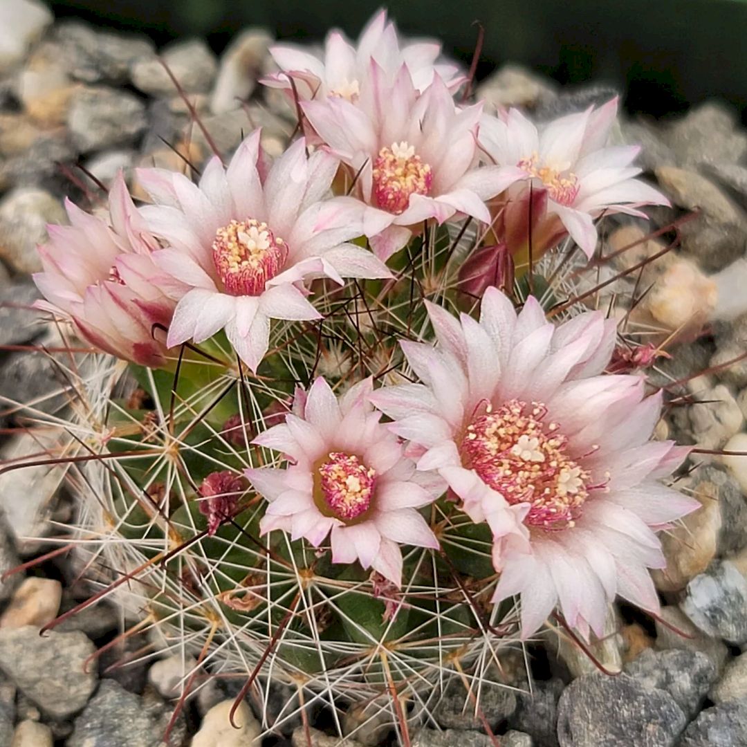 Mammillaria fittkaui