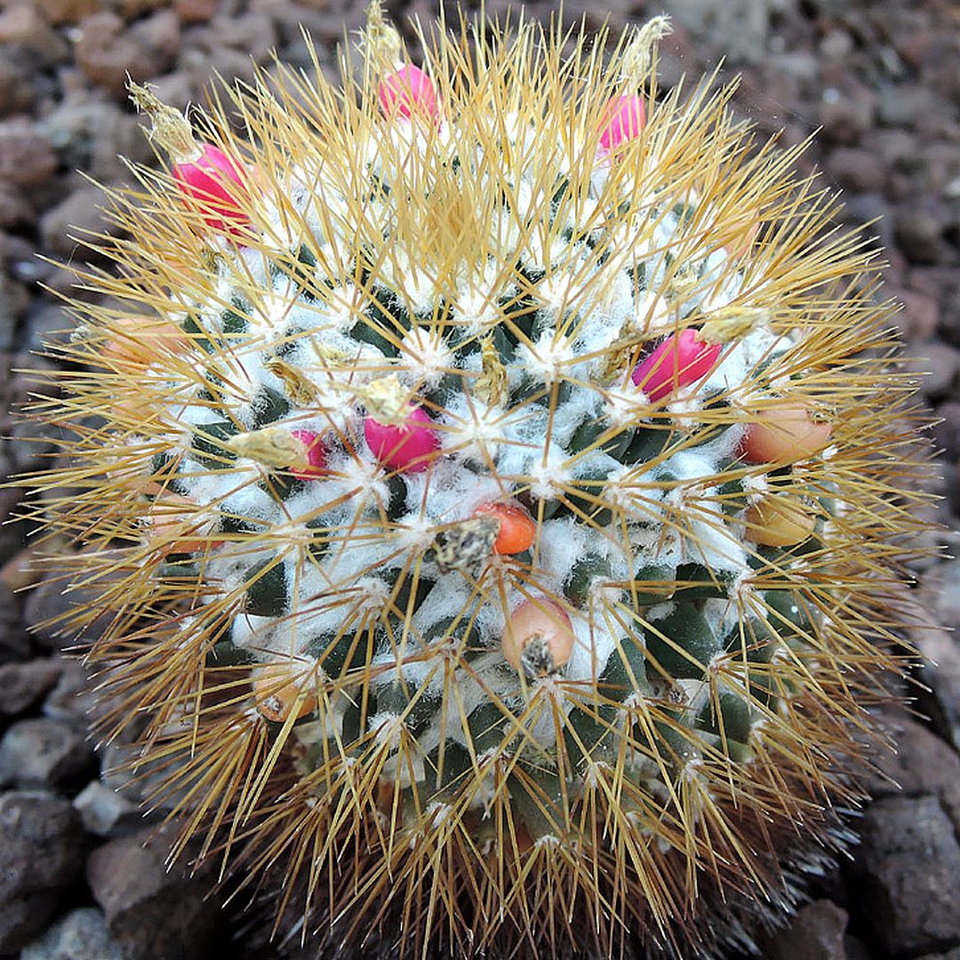 Mammillaria flavescens