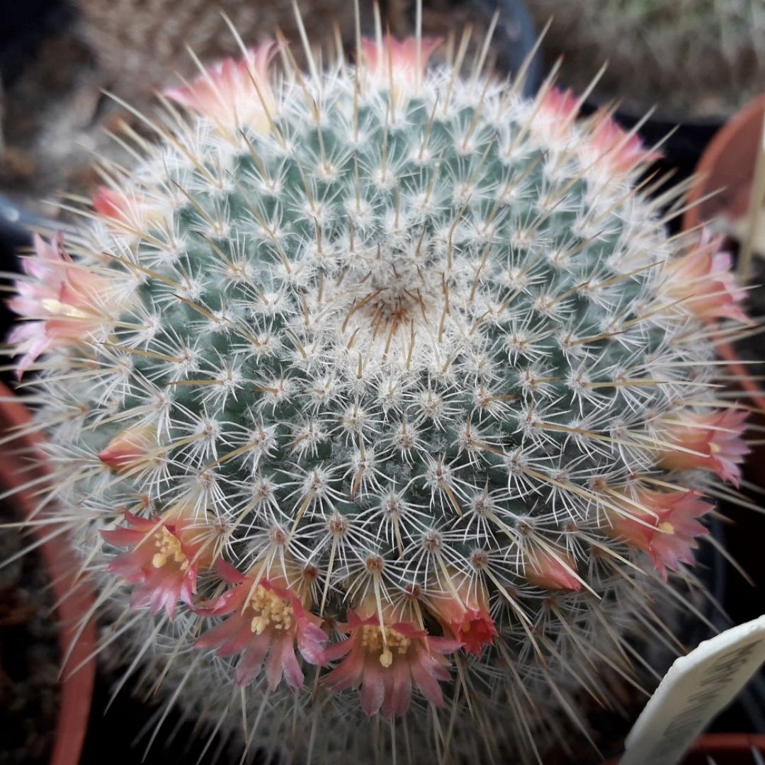 Mammillaria flavicentra