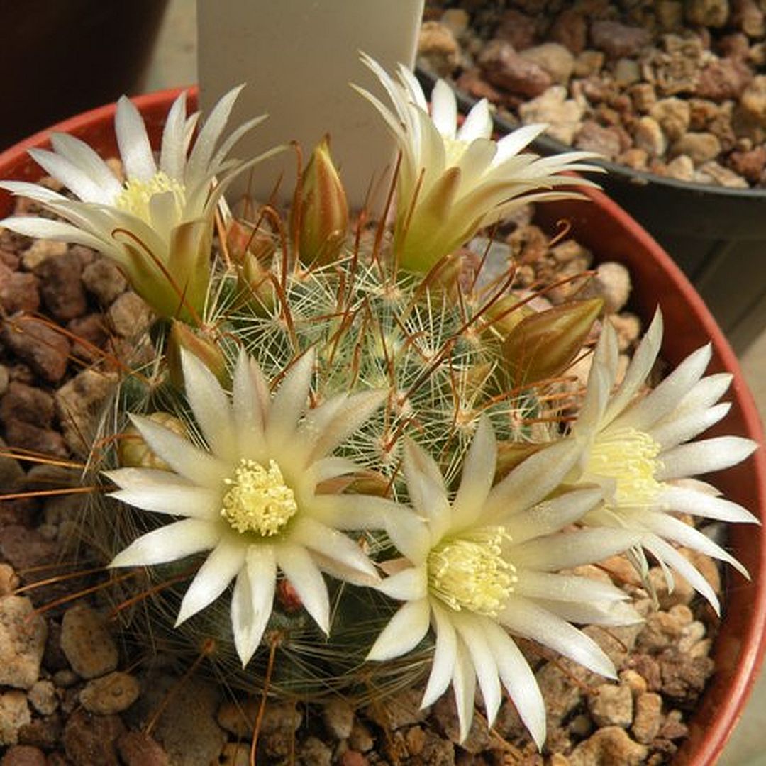 Mammillaria flavihamata
