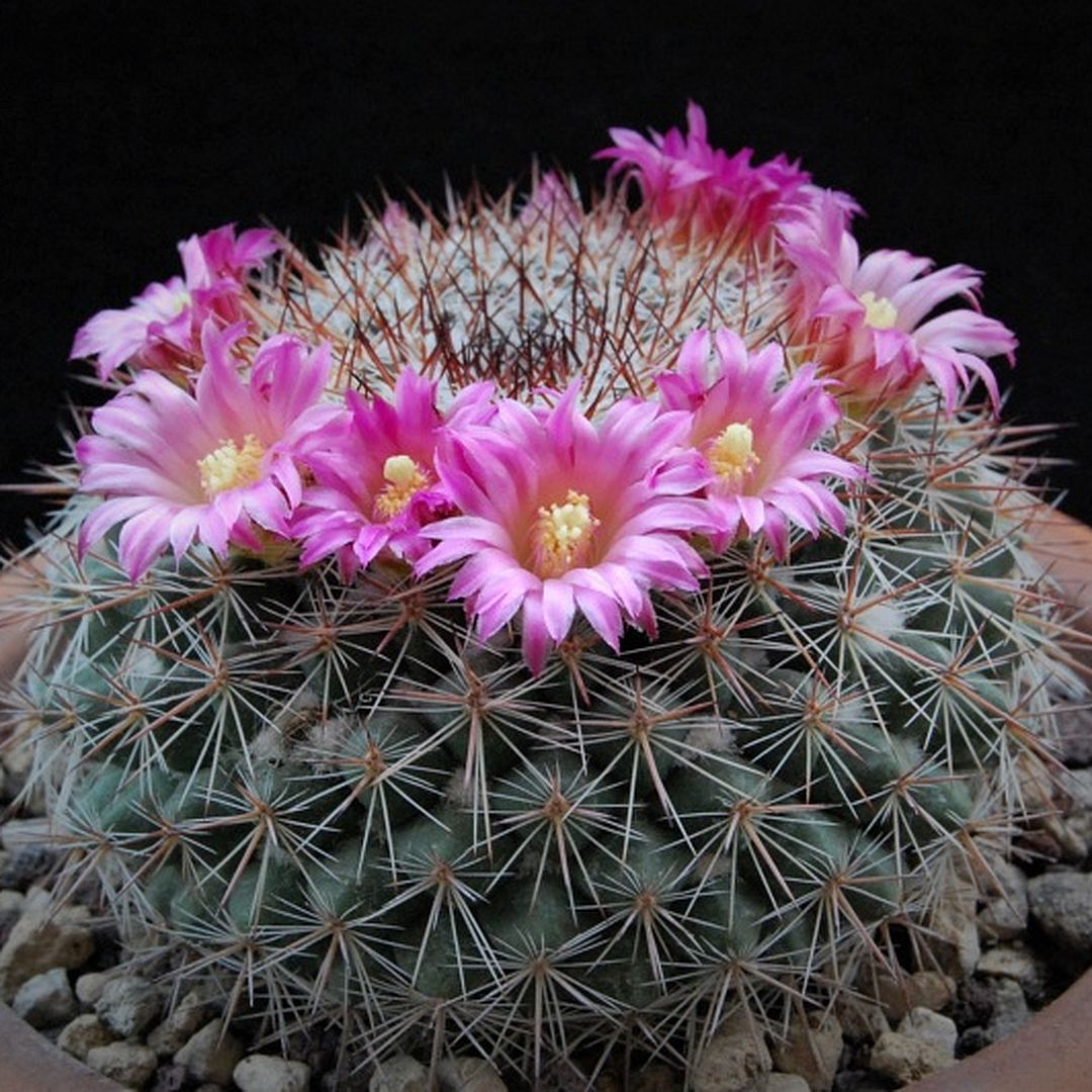 Mammillaria floresii