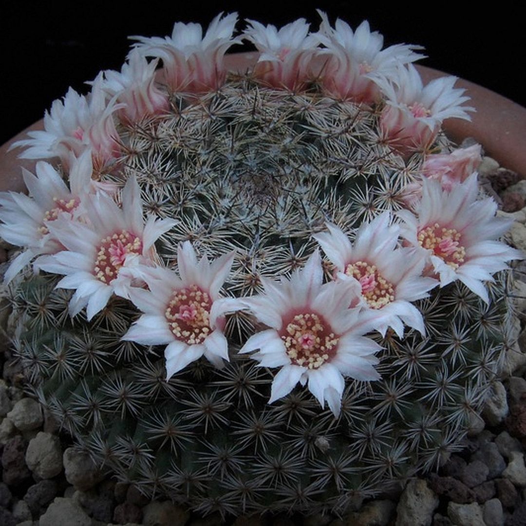 Mammillaria formosa