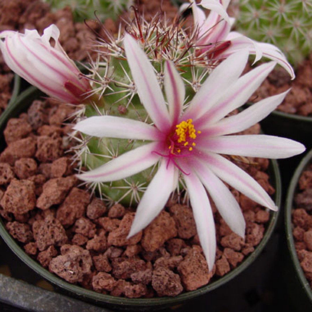 Mammillaria fraileana