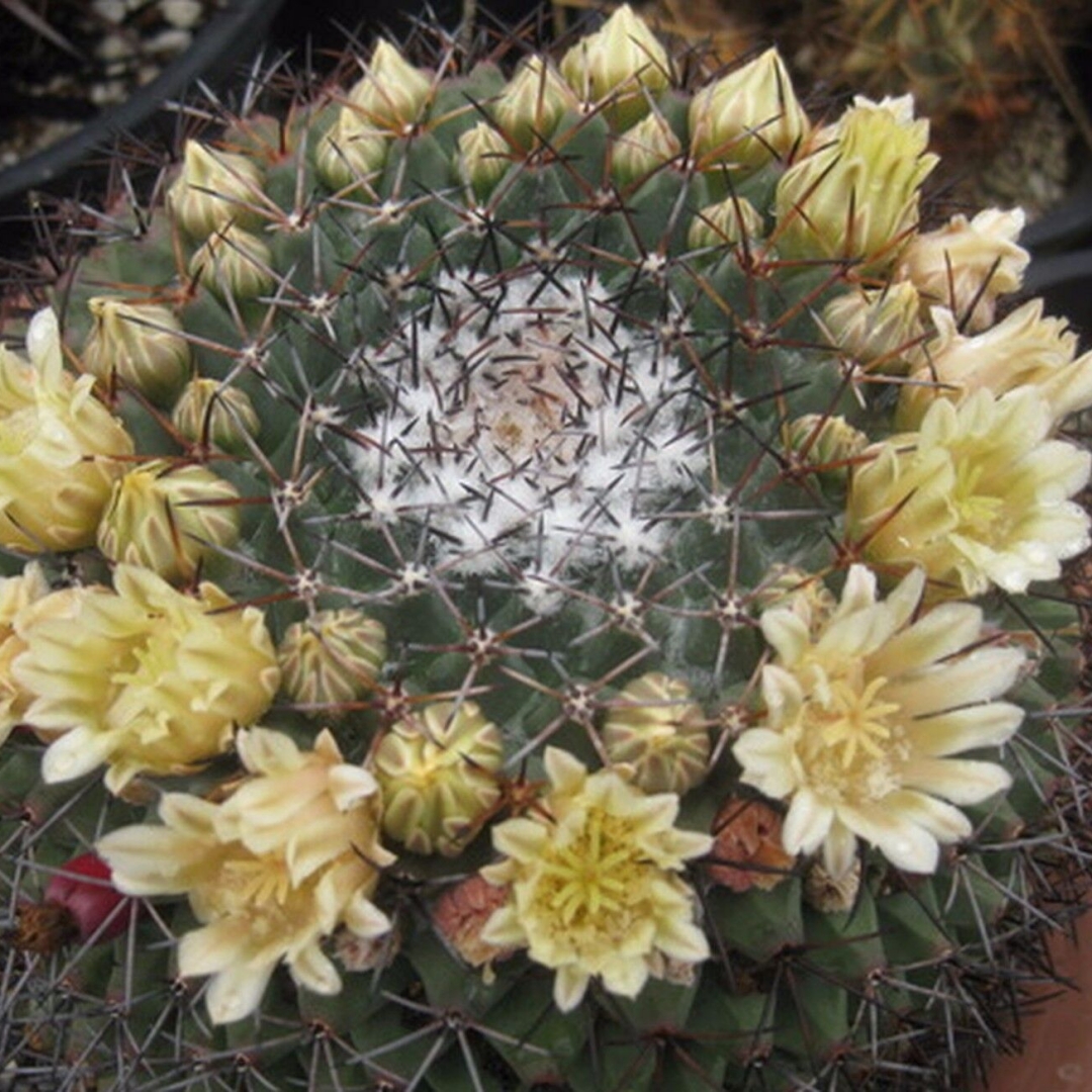 Mammillaria freudenbergeri