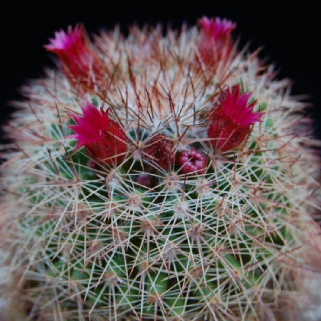Mammillaria gasterantha