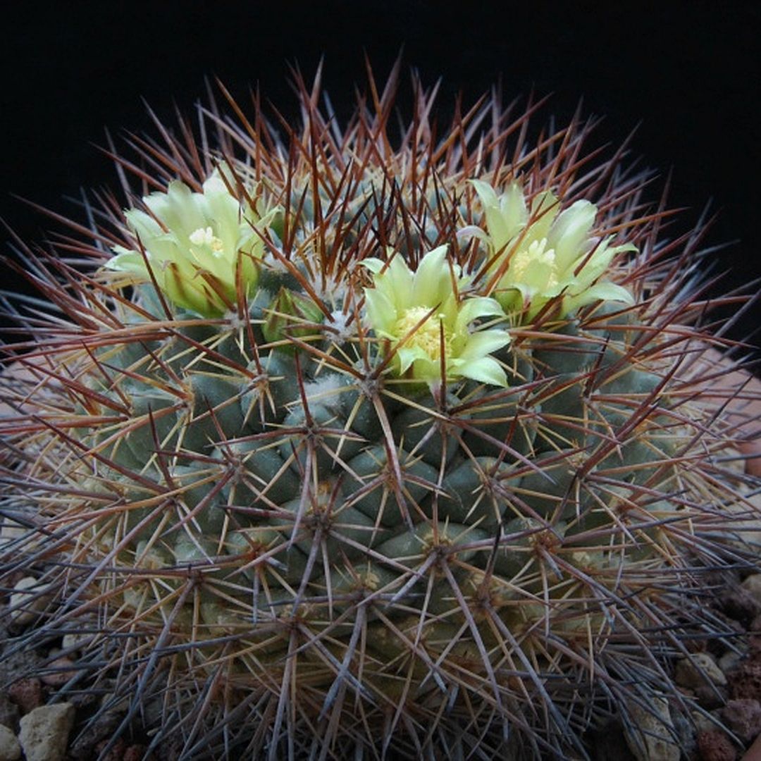 Mammillaria gatesii