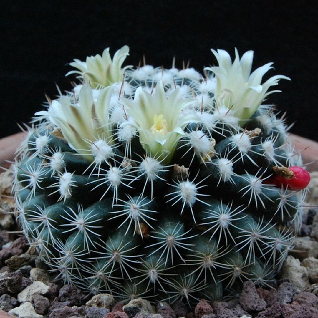 Mammillaria gaumeri