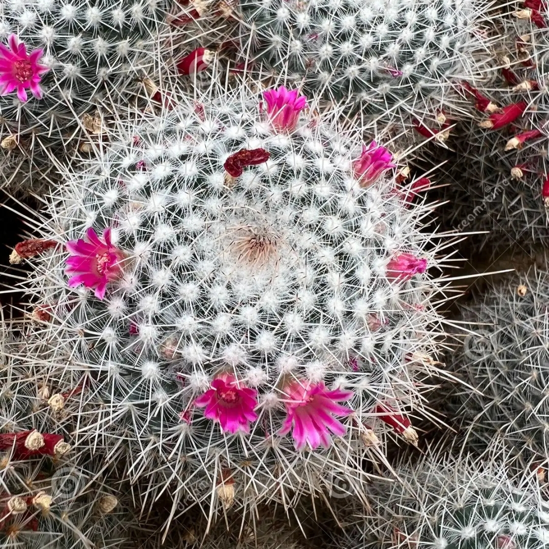 Mammillaria geminispina