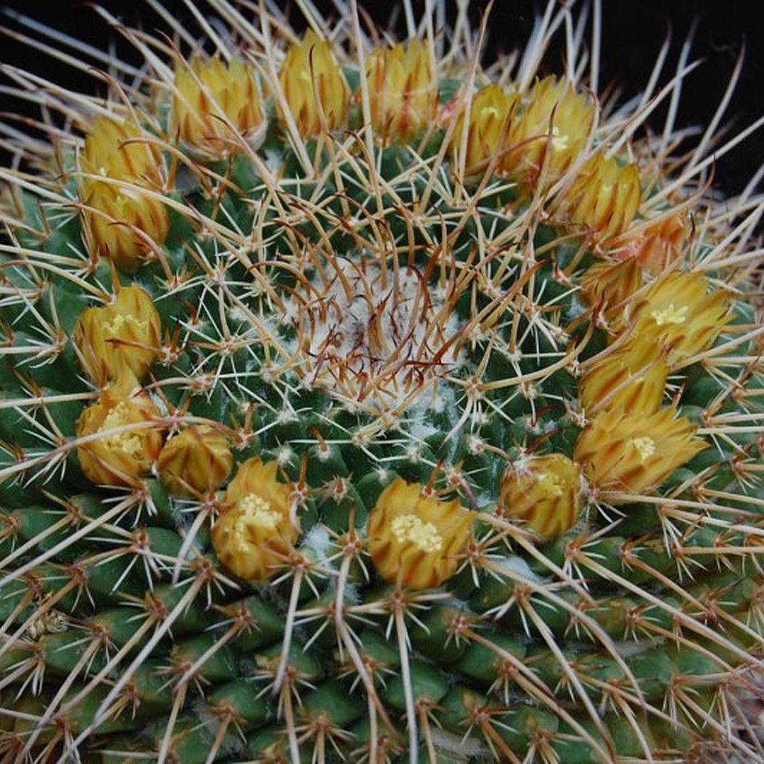 Mammillaria gigantea