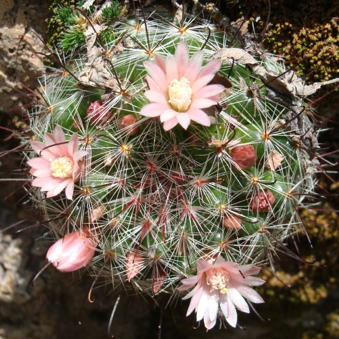 Mammillaria gilensis