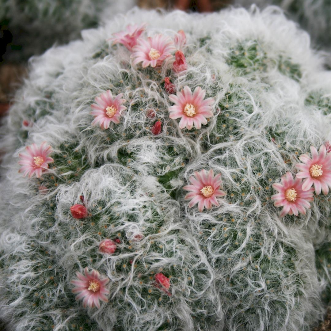 Mammillaria glassii