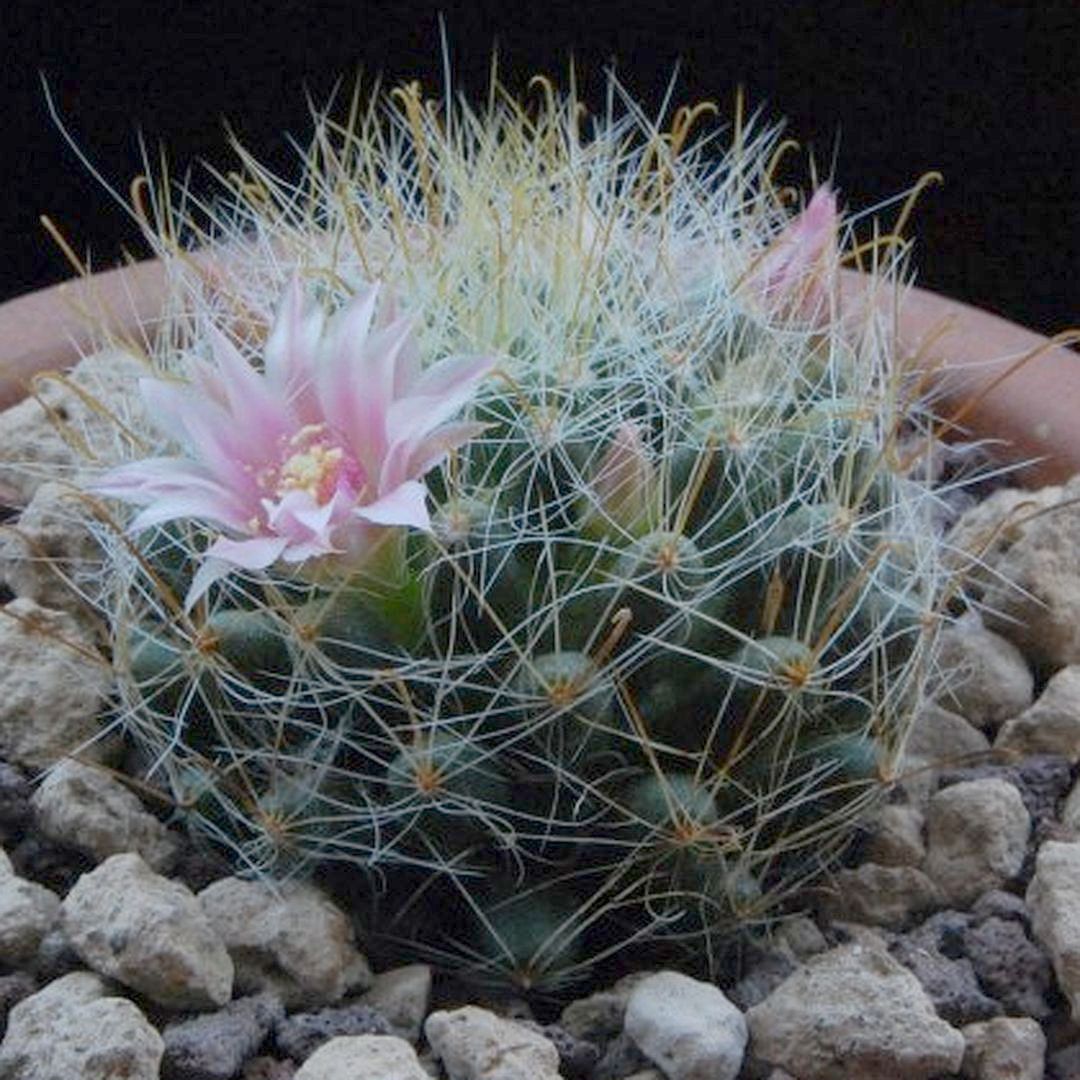 Mammillaria glochidiata