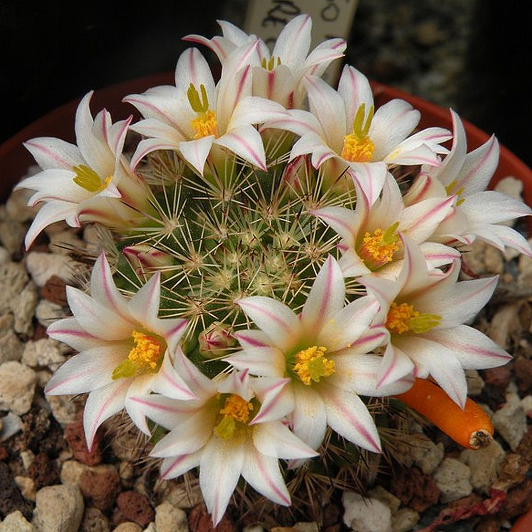 Mammillaria goodrichii