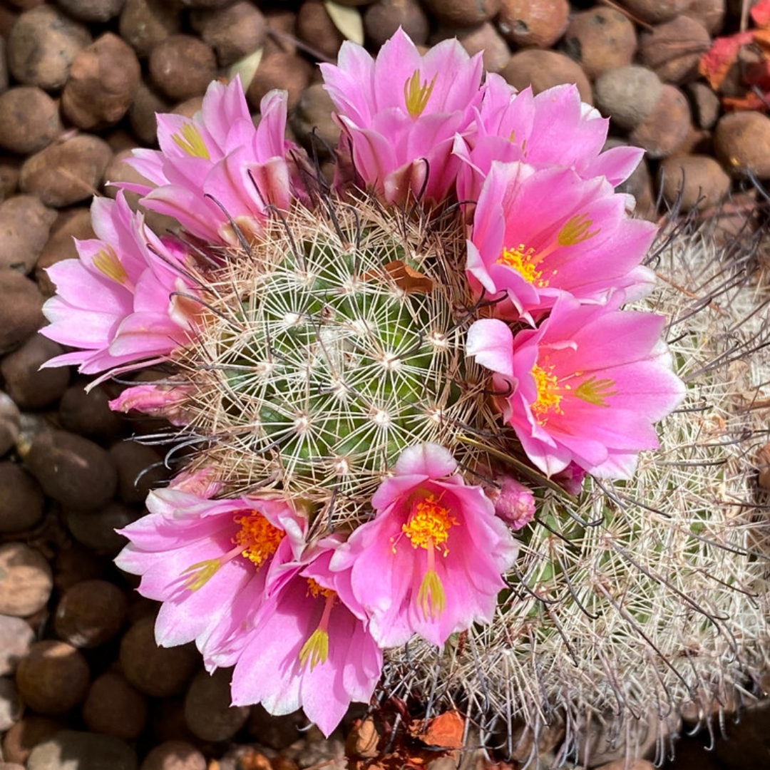Mammillaria grahamii