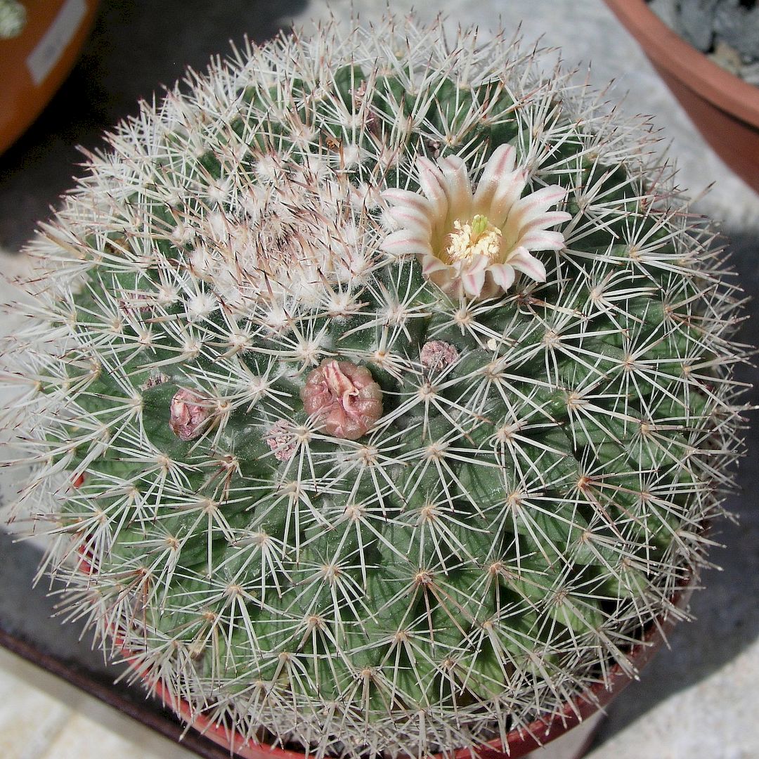Mammillaria grusonii