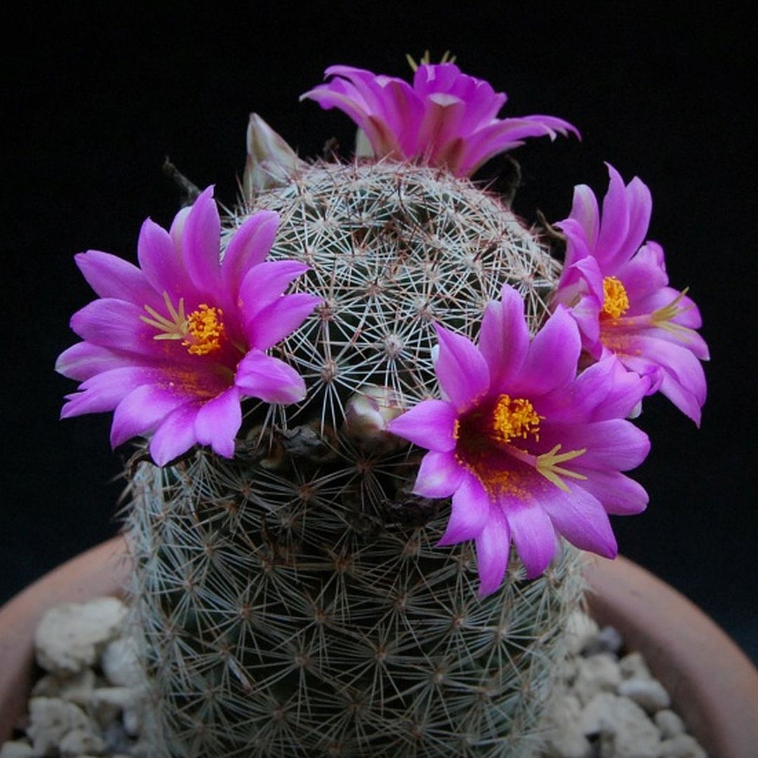 Mammillaria gueldemanniana