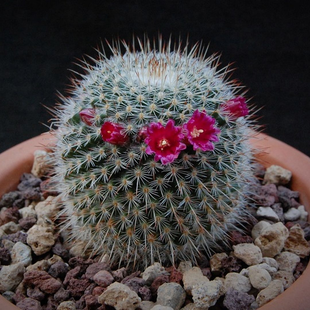 Mammillaria guerreronis