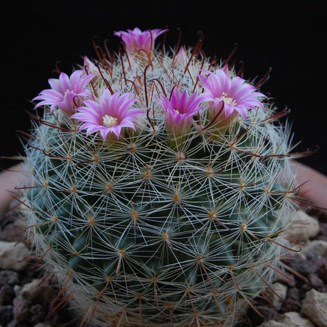 Mammillaria guillauminiana
