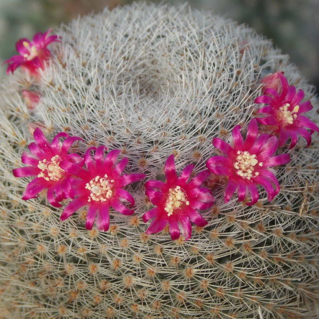 Mammillaria haageana