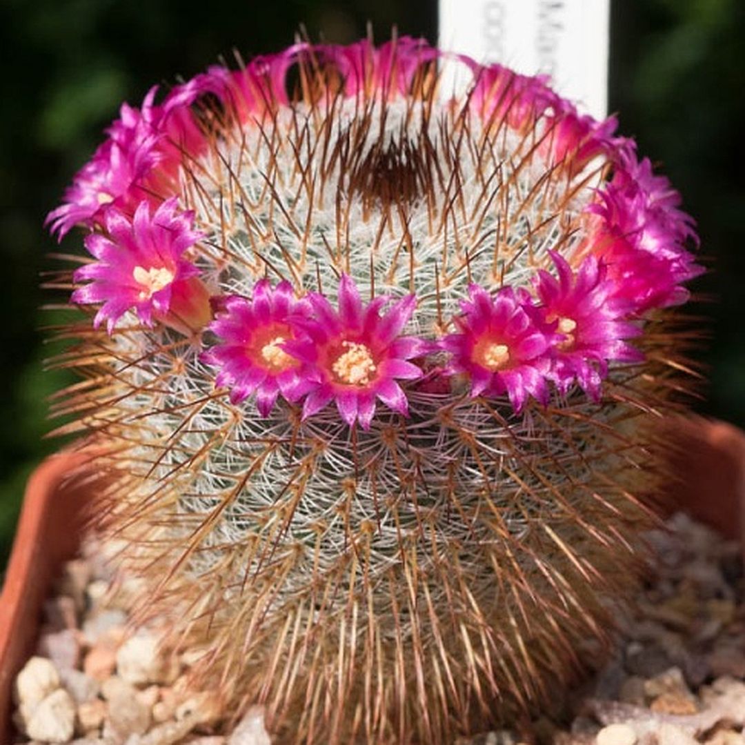 Mammillaria haageana ssp. conspicua 
