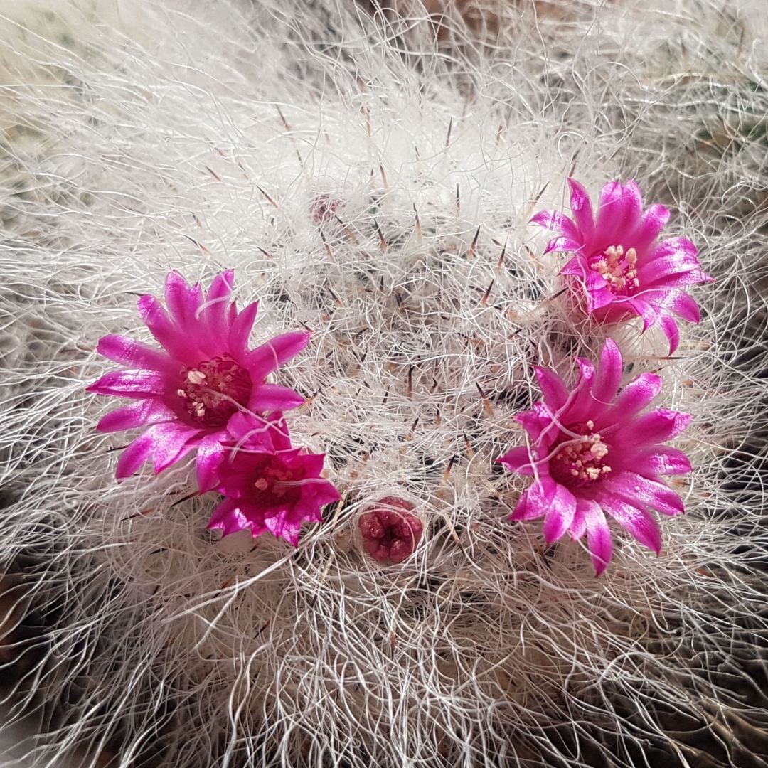 Mammillaria hahniana
