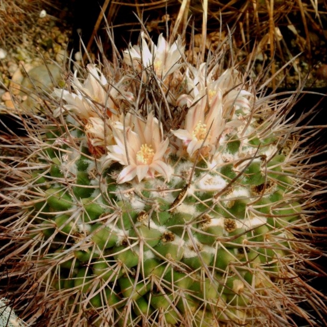 Mammillaria hamiltonhoytiae