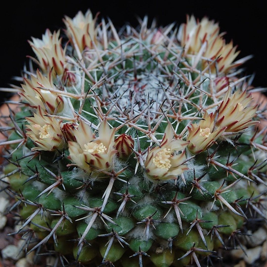 Mammillaria hastifera
