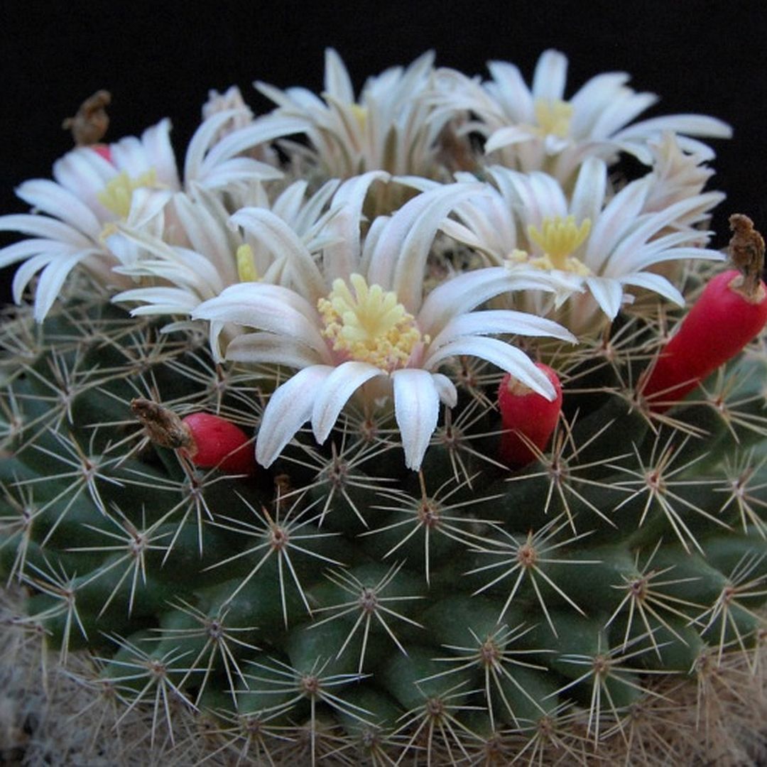 Mammillaria hemisphaerica