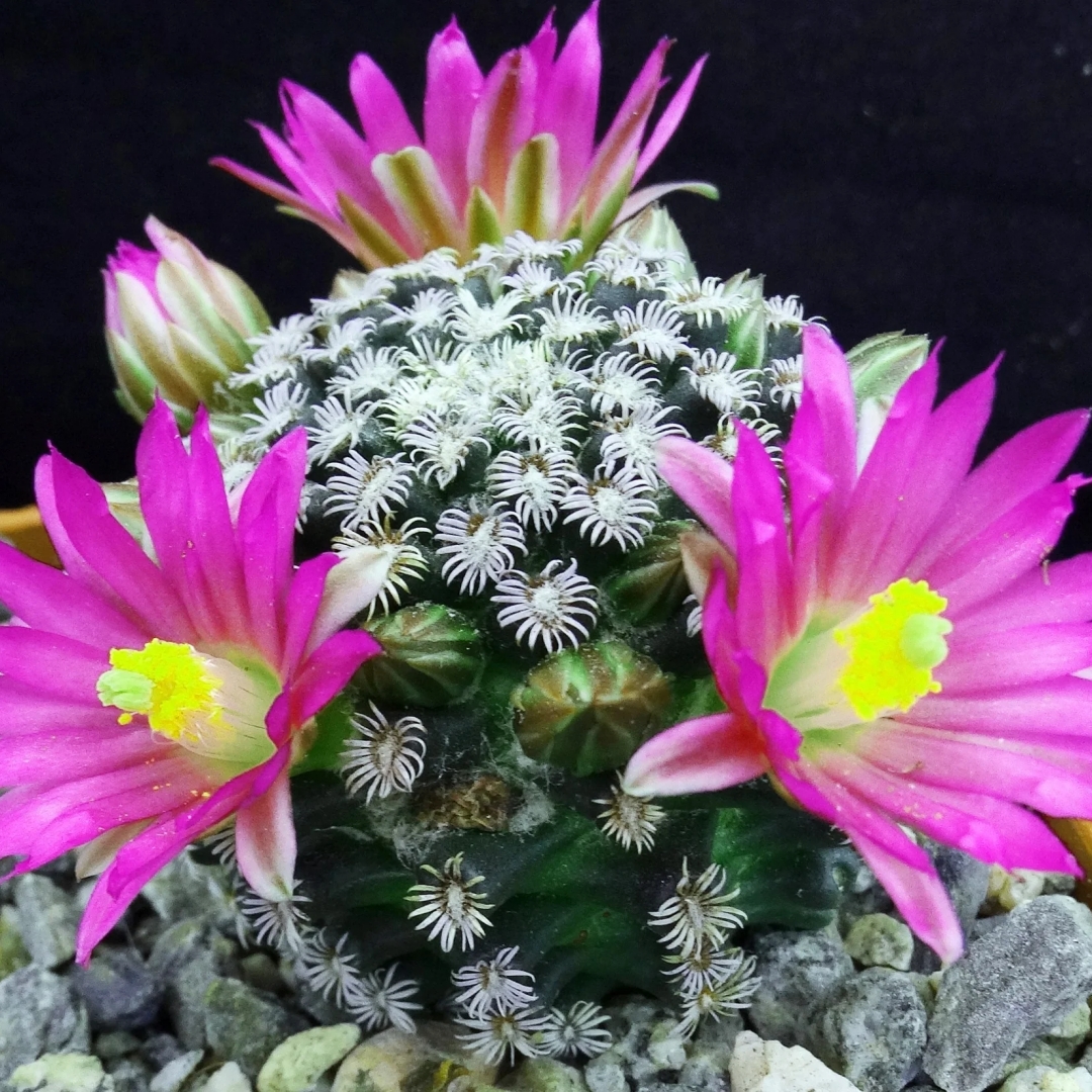 Mammillaria hernandezii