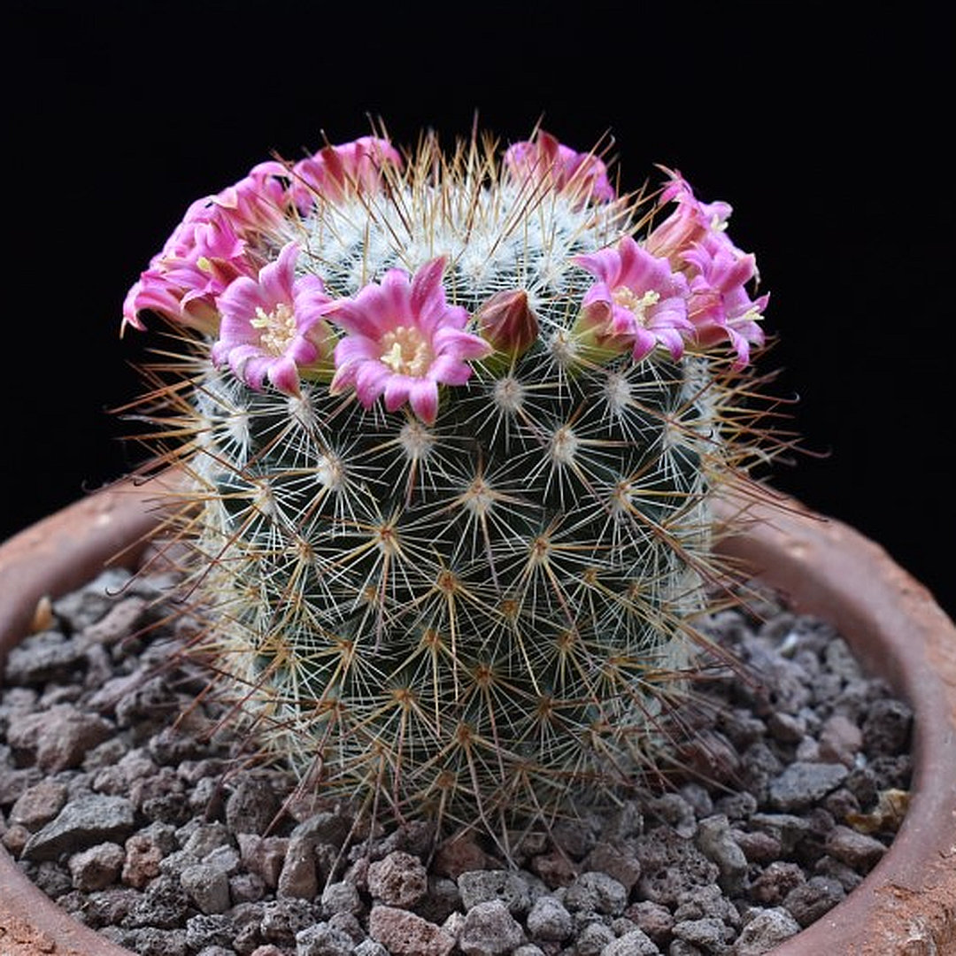 Mammillaria hubertmulleri