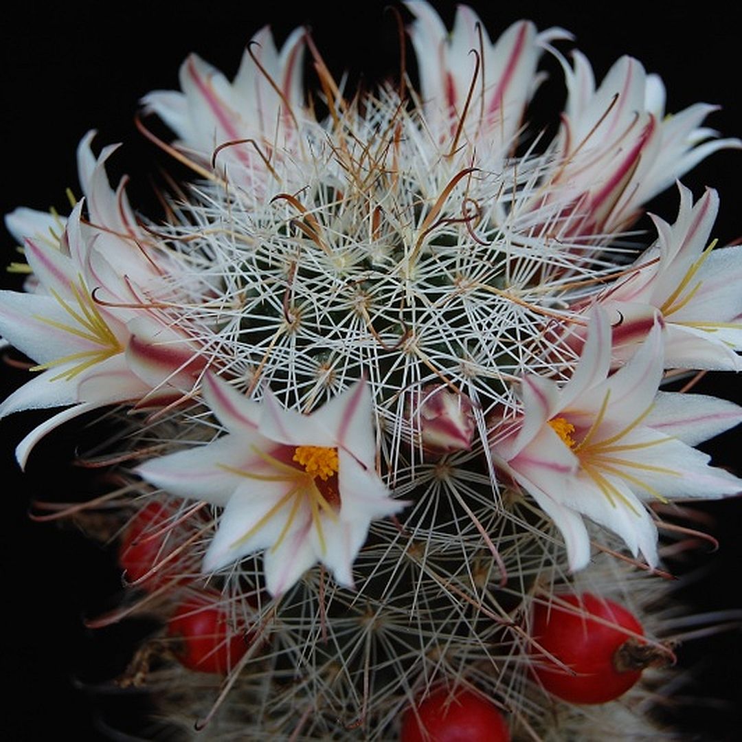 Cochemiea hutchisoniana