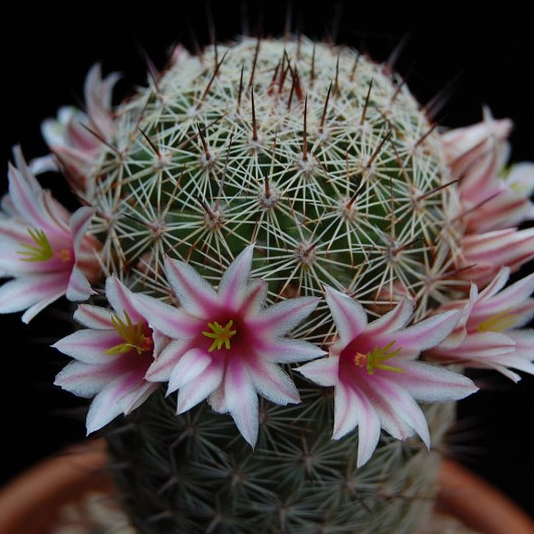 Mammillaria inaiae