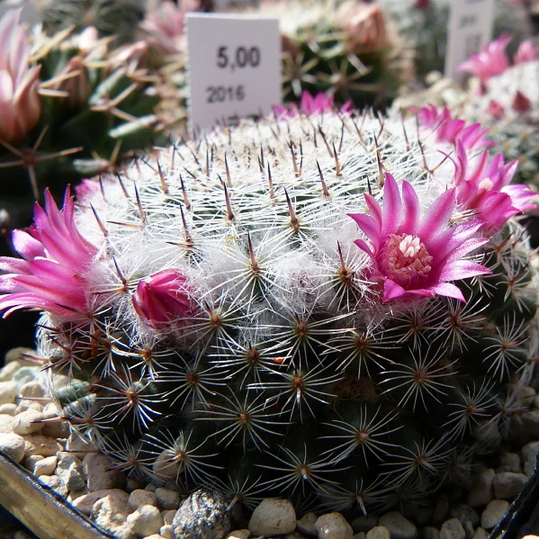 Mammillaria infernillensis