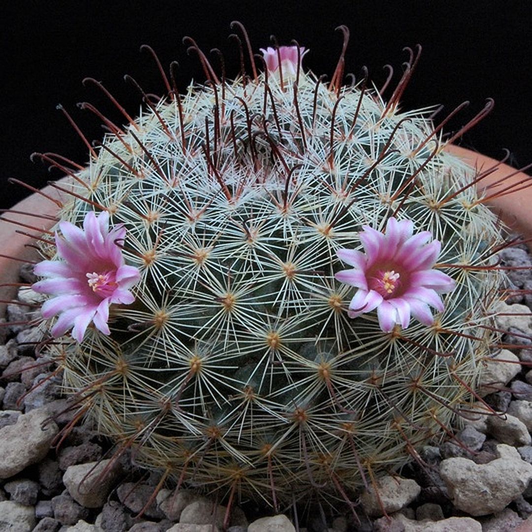 Mammillaria jaliscana