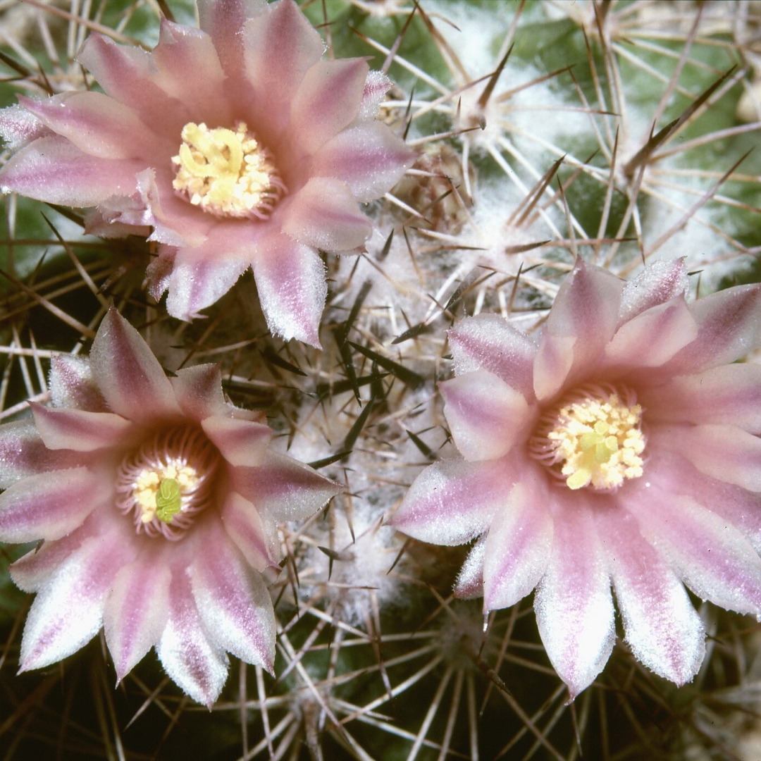 Mammillaria johnstonii