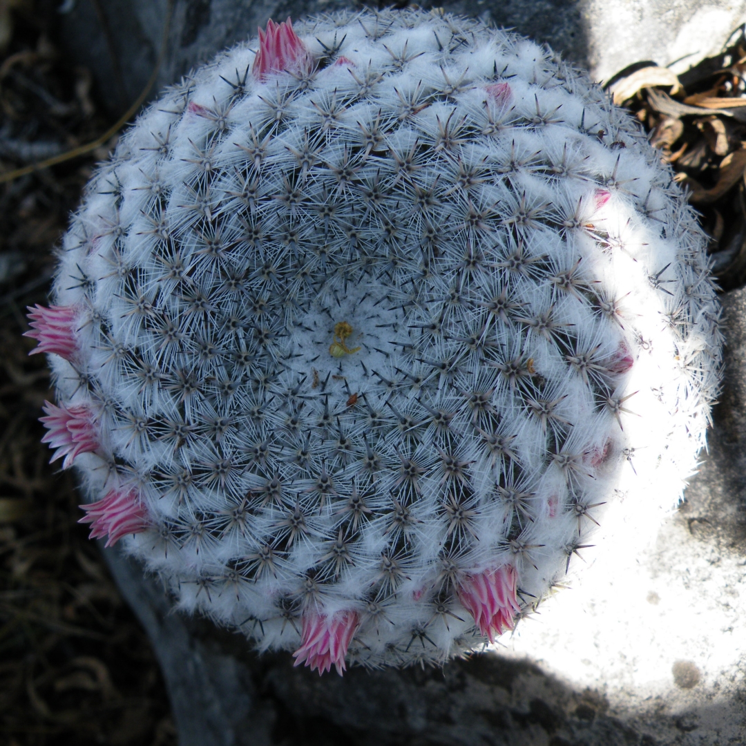 Mammillaria klissingiana