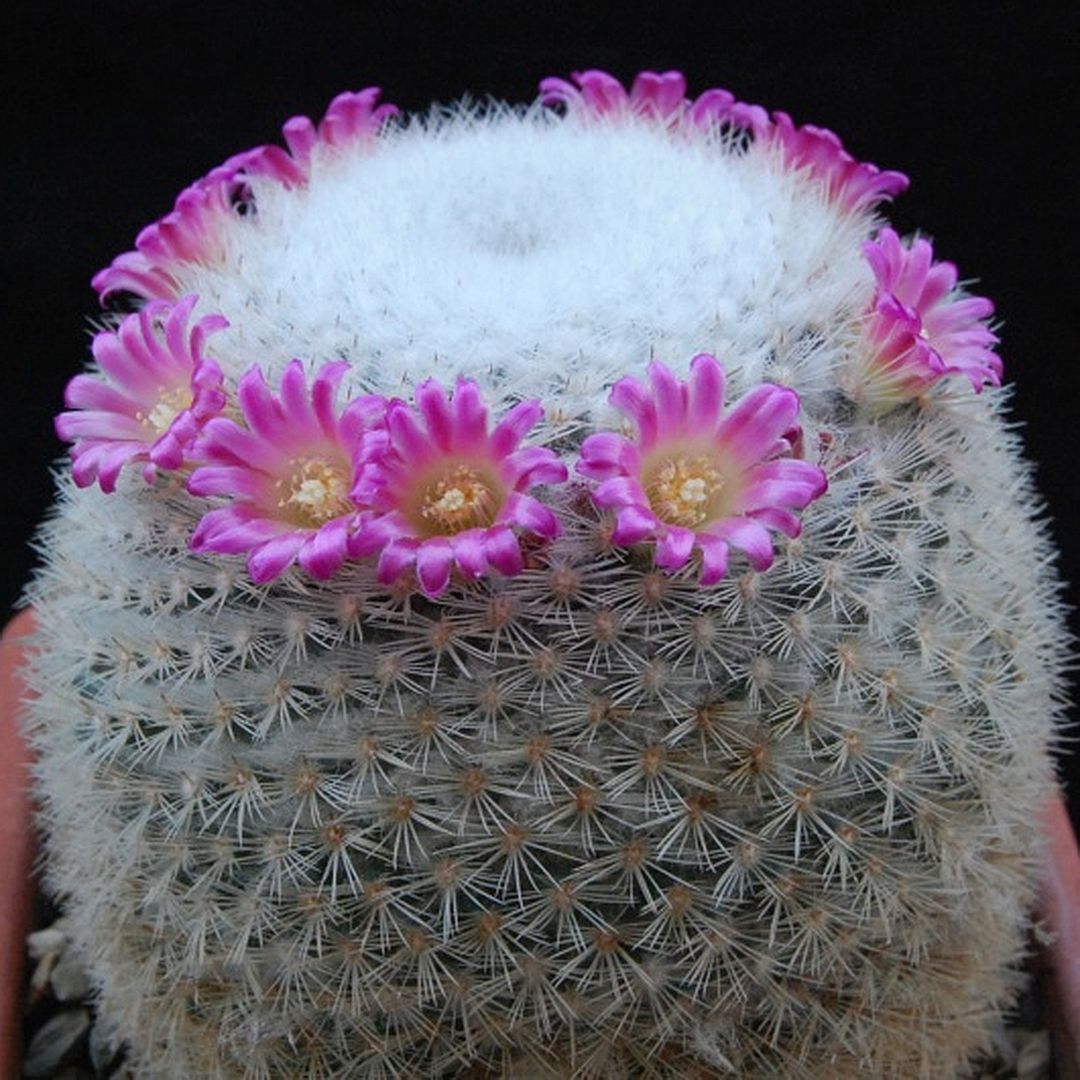 Mammillaria kunthii