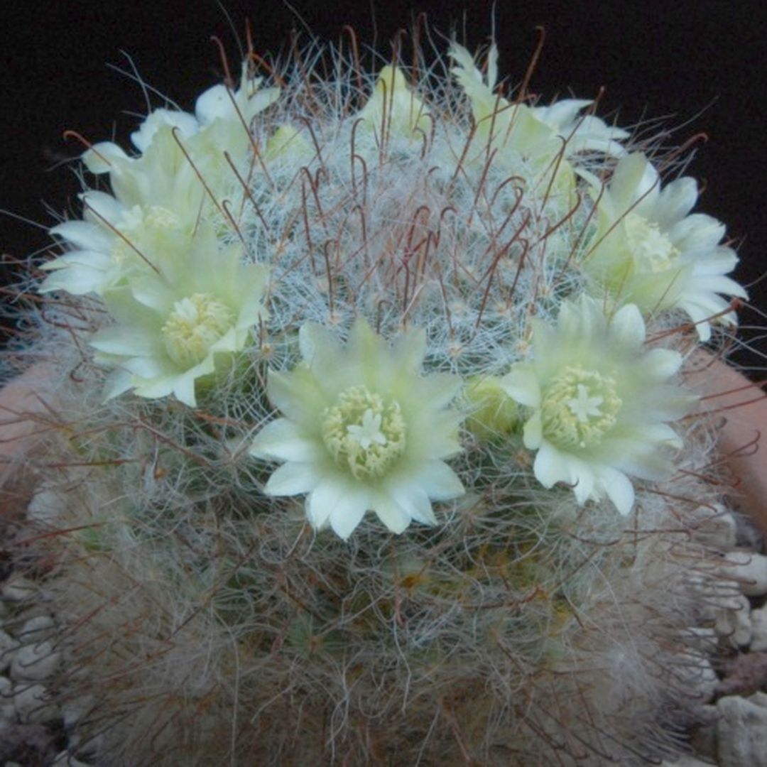 Mammillaria kunzeana
