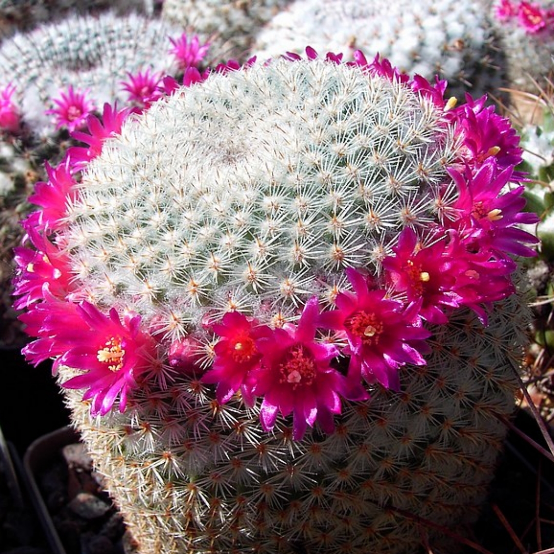 Mammillaria lanata