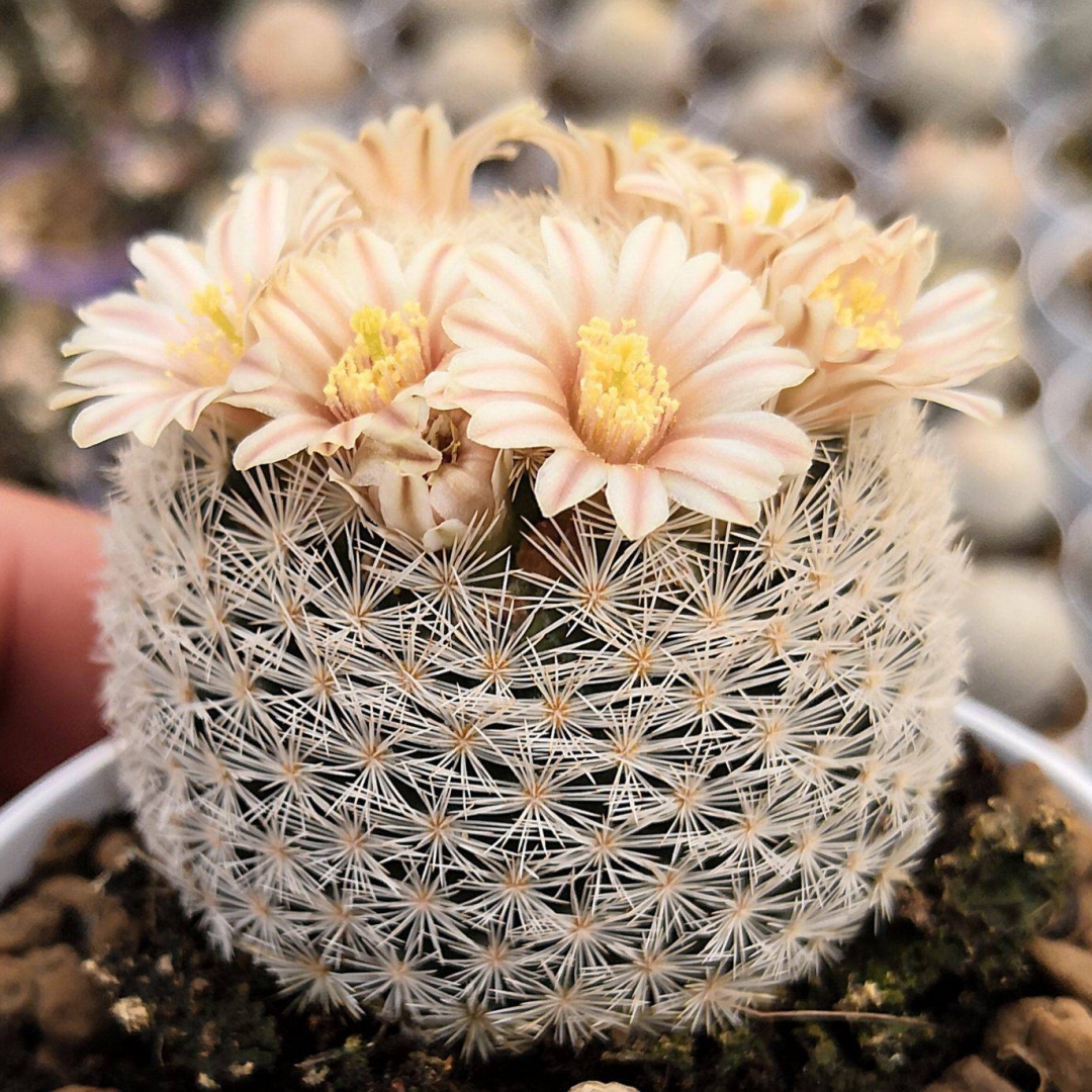 Mammillaria lasiacantha