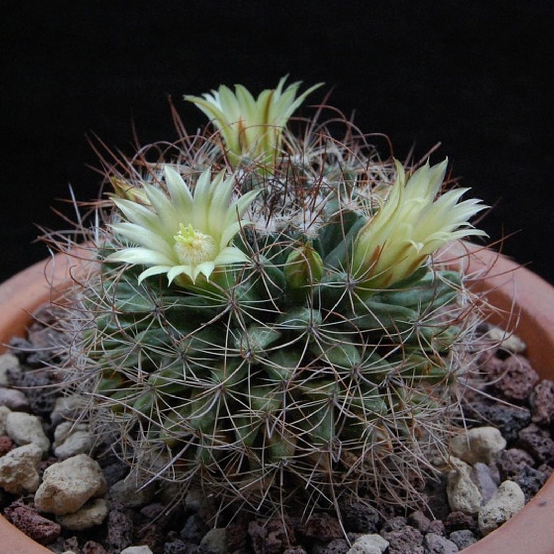 Mammillaria lewisiana