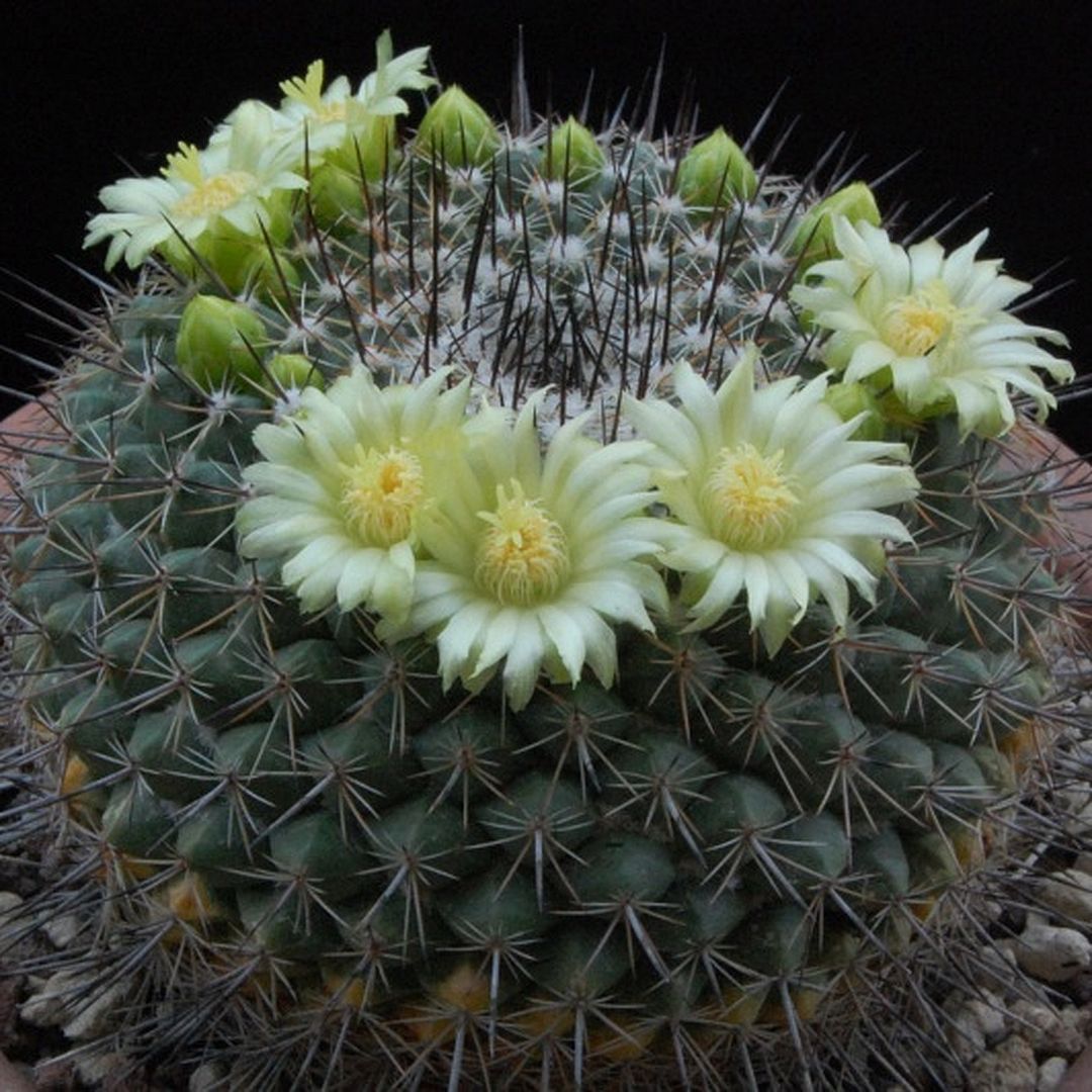 Mammillaria lindsayi