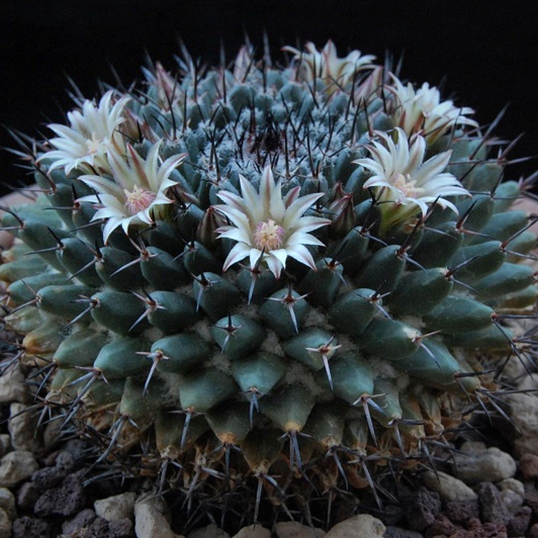 Mammillaria lloydii