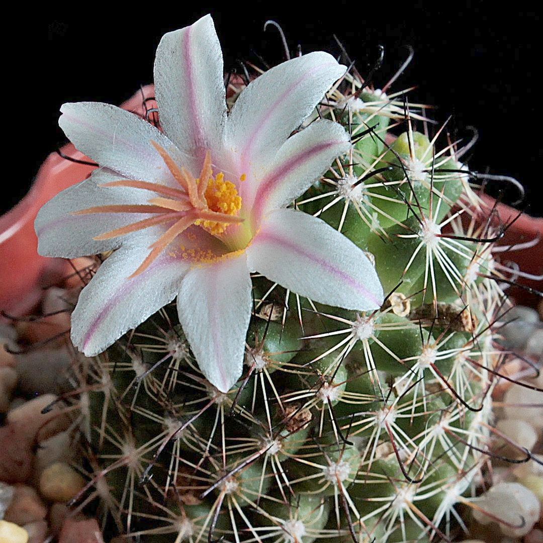Mammillaria louisae