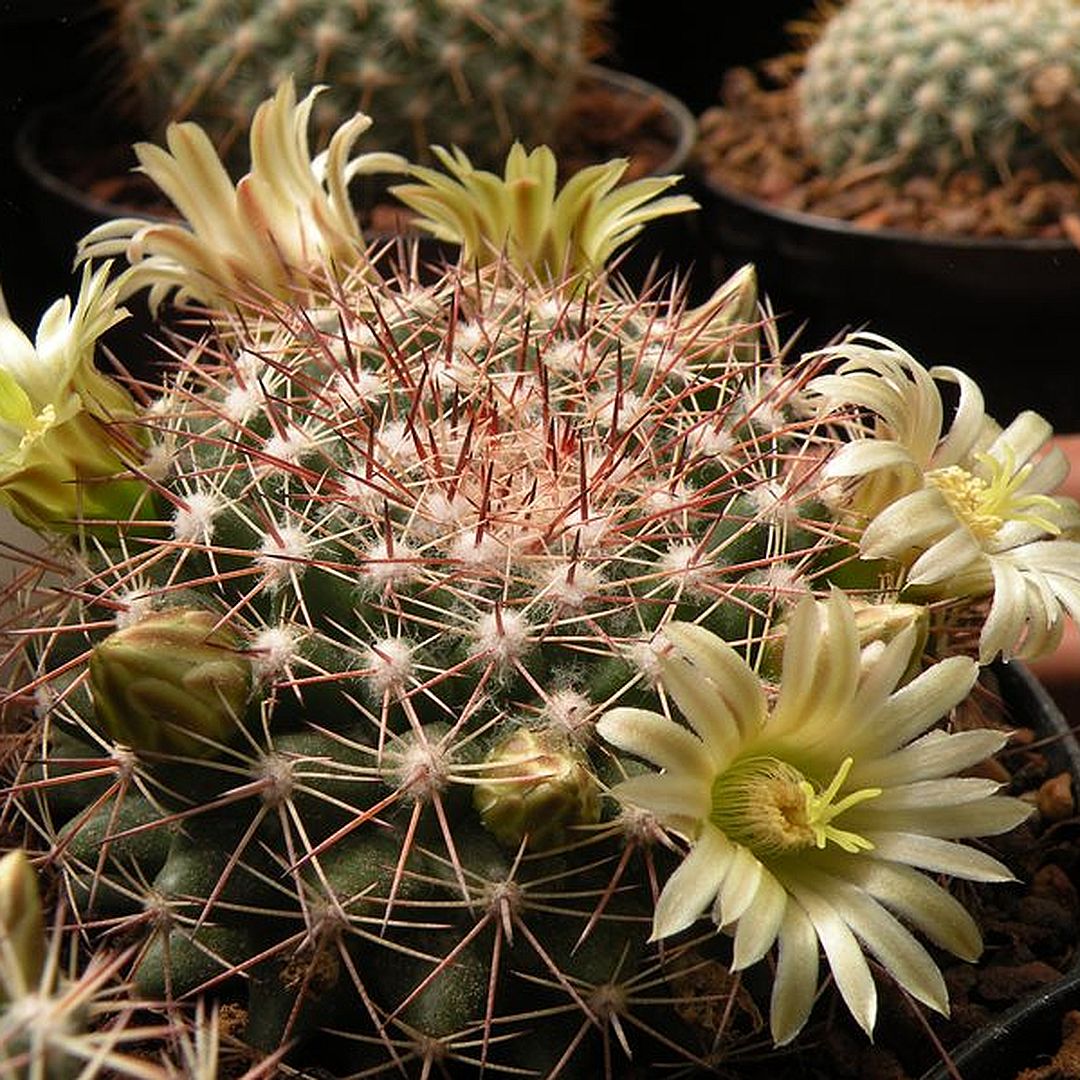 Mammillaria macdougalii